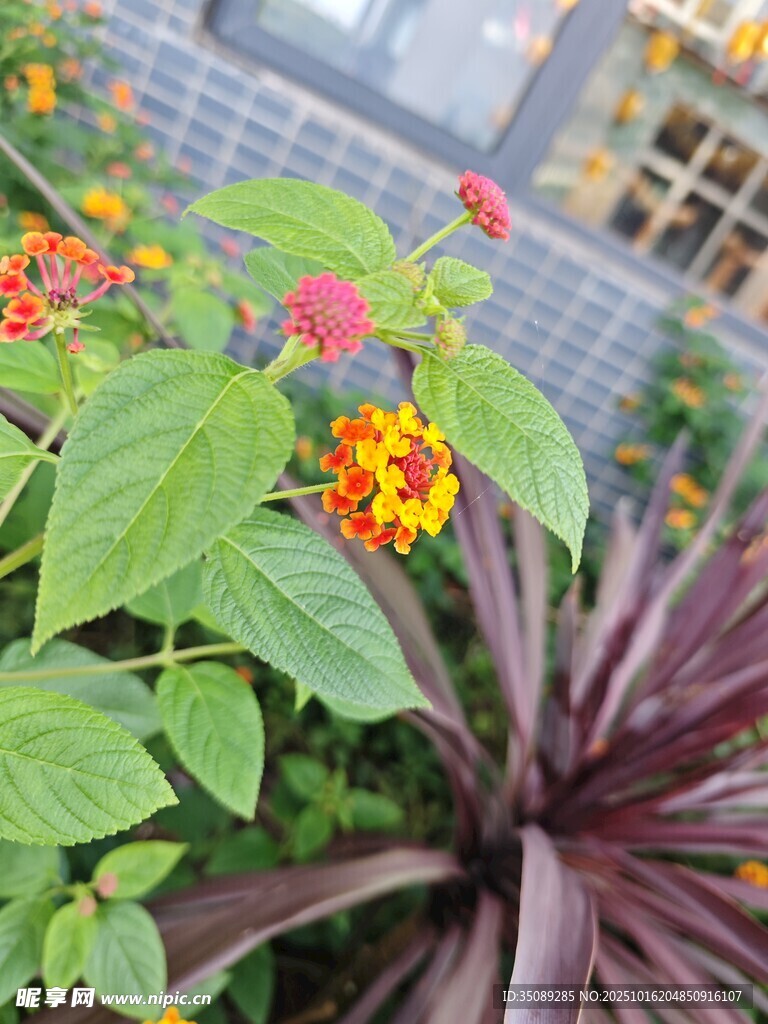 多彩花卉绿植景观