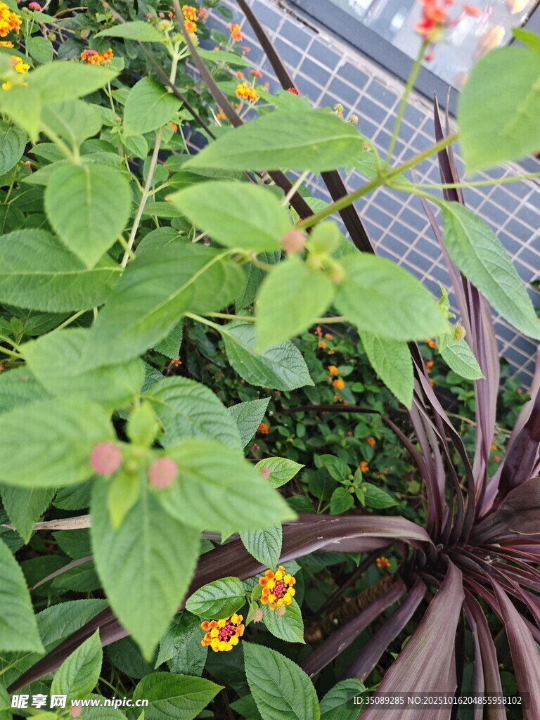 绿叶繁花植物景观