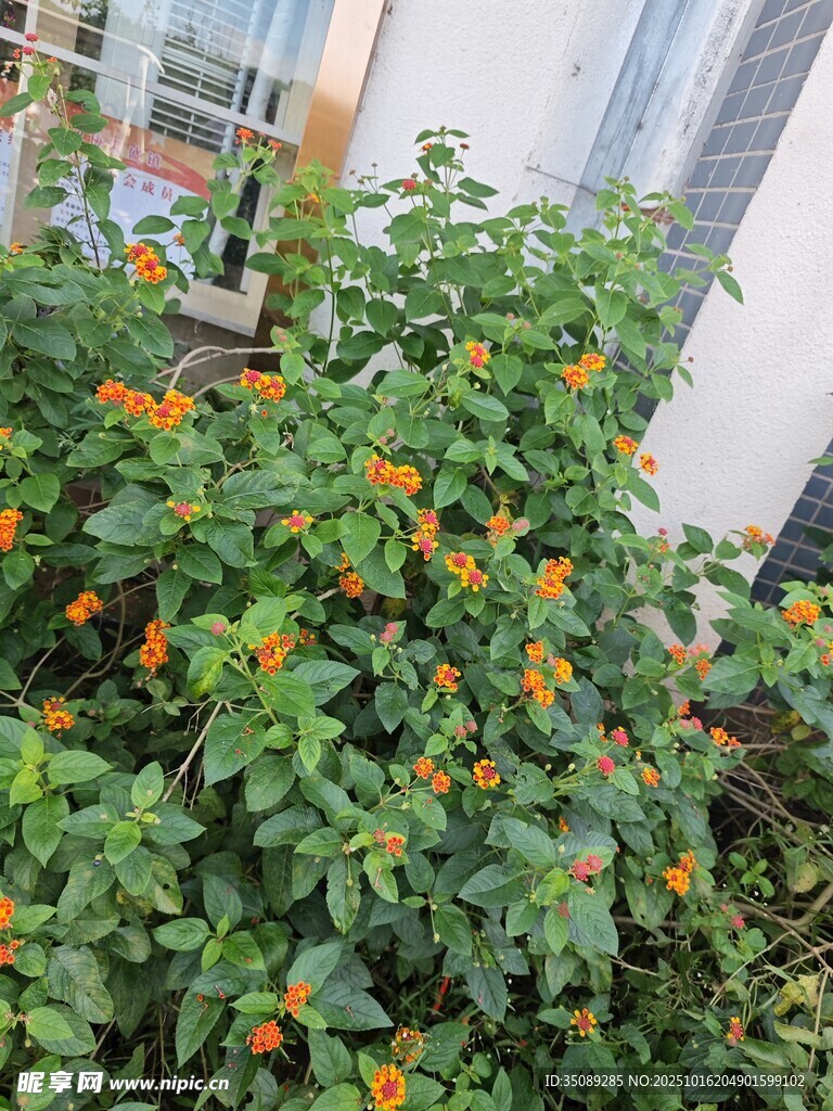 绿叶间的橙色小果实