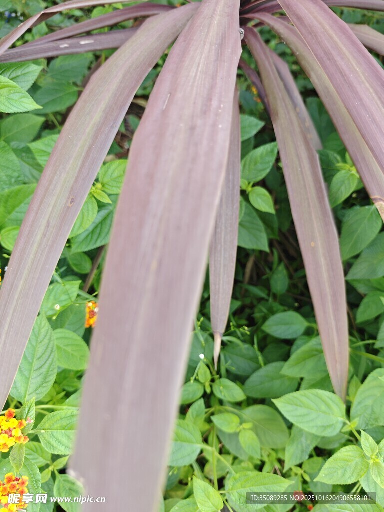 紫叶植物特写