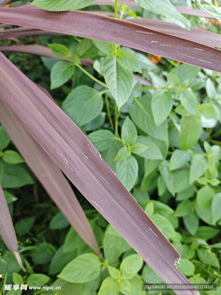 紫叶绿叶植物特写