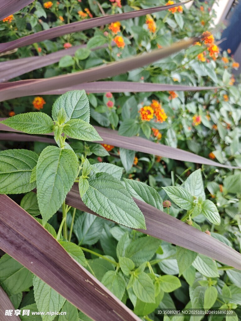 绿叶紫茎间的橙色小花