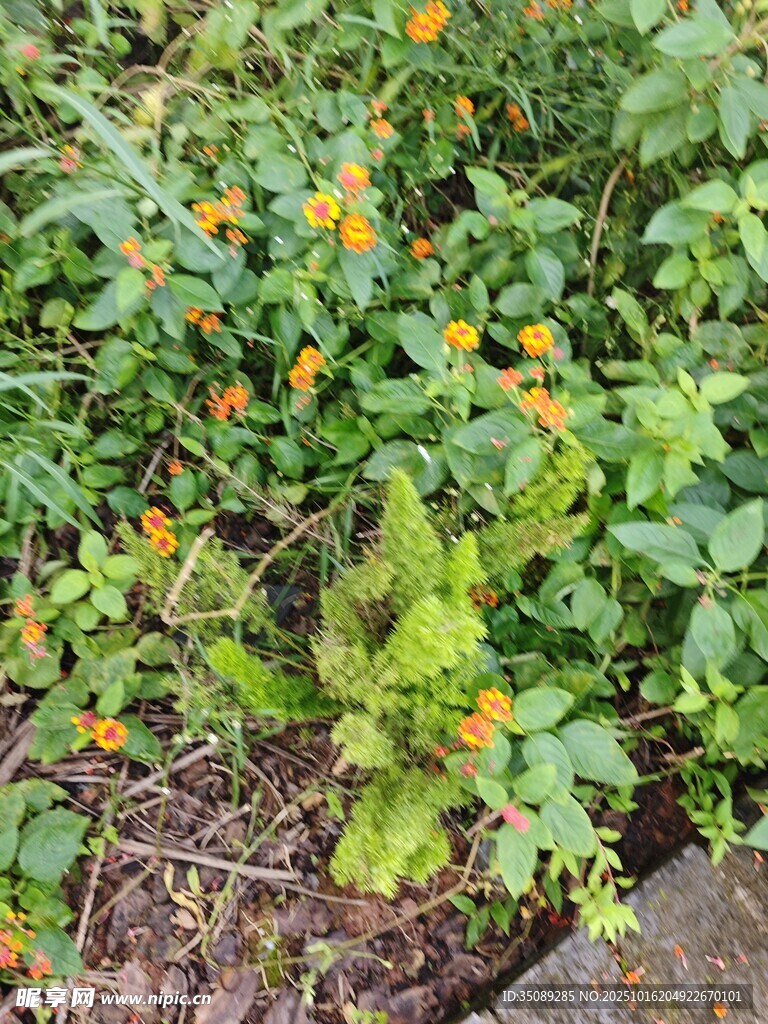 草丛中的橙色小花绽放