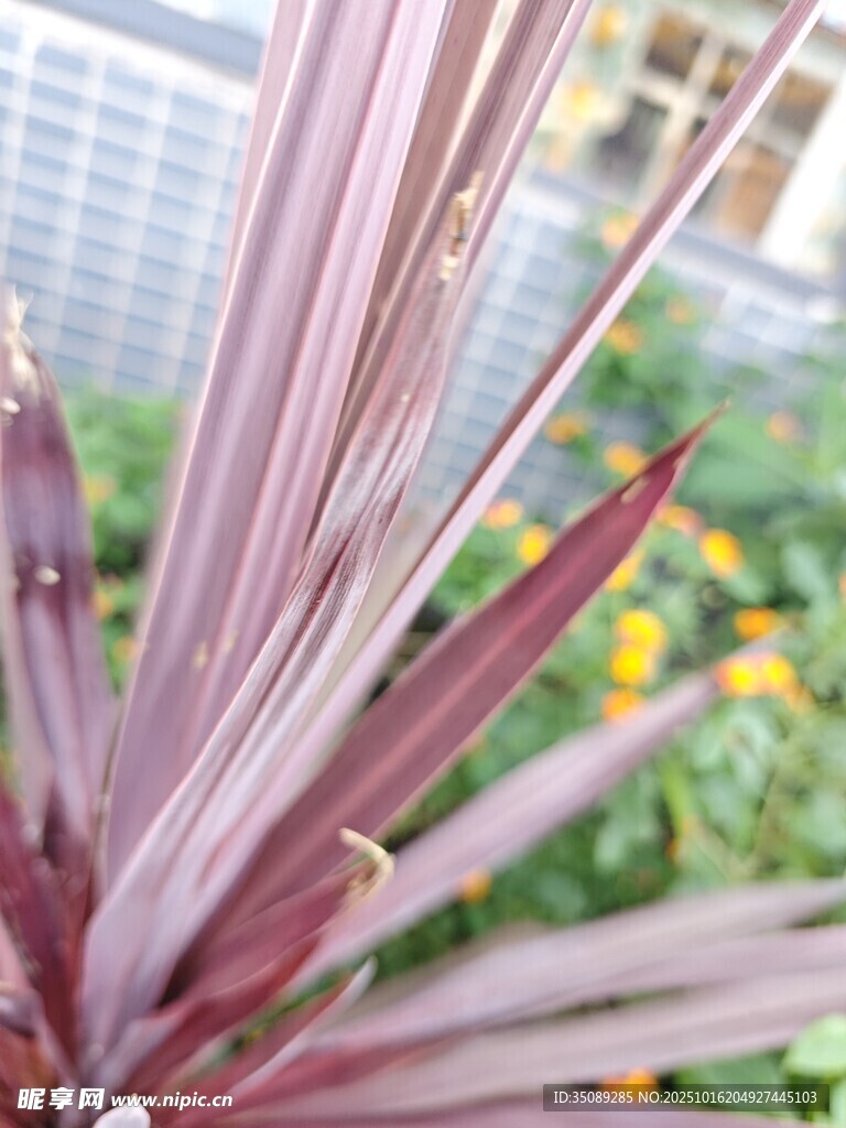 紫叶植物特写