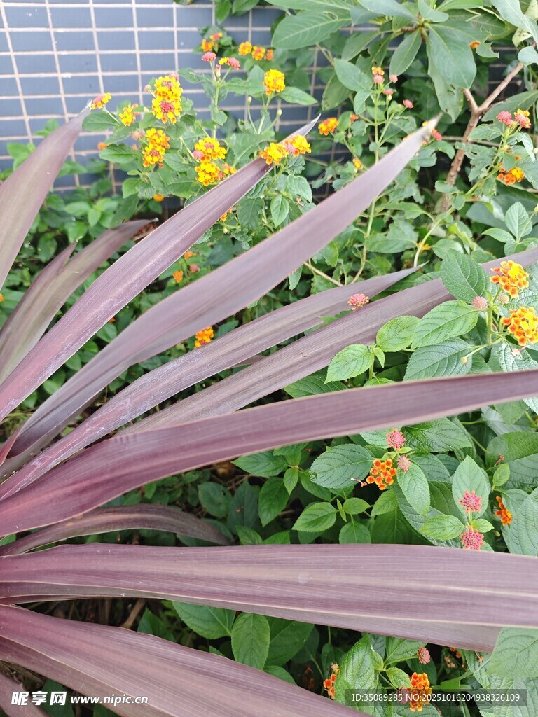紫叶与黄花的植物景观