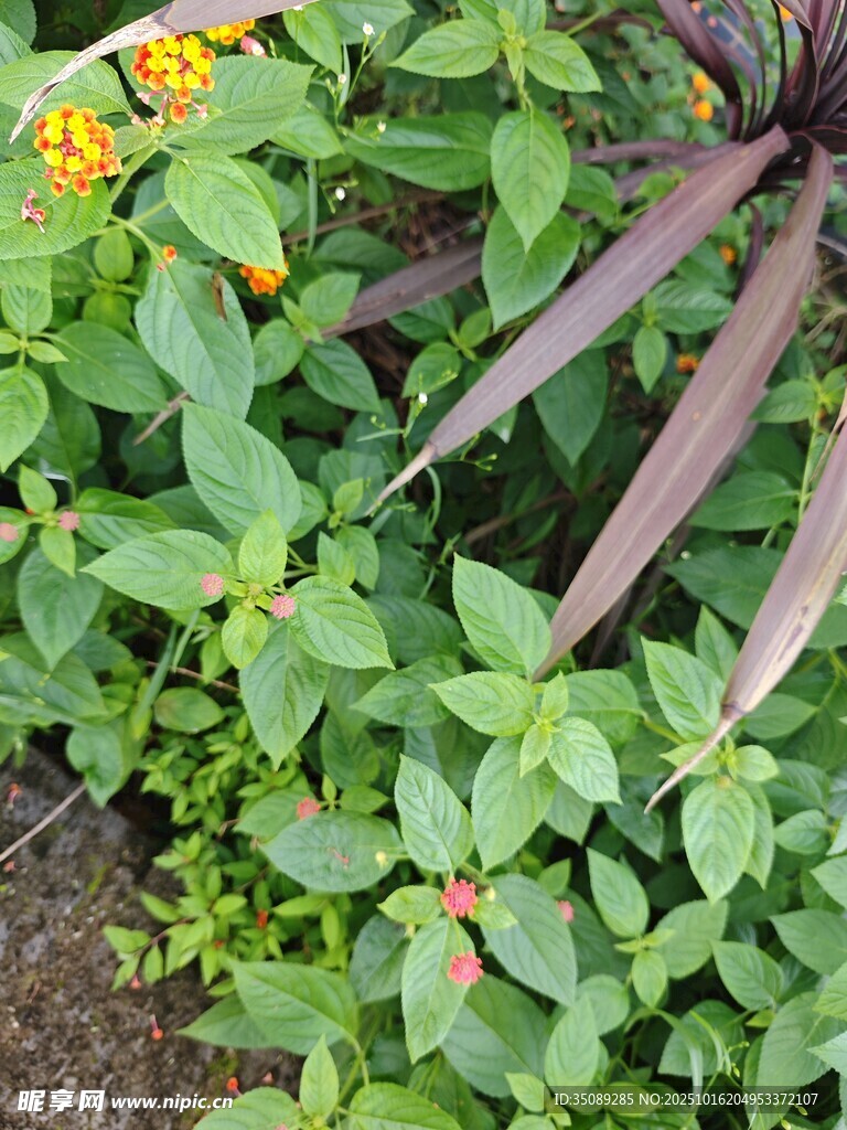 多彩绿植花卉特写