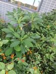 庭院绿植花卉景观