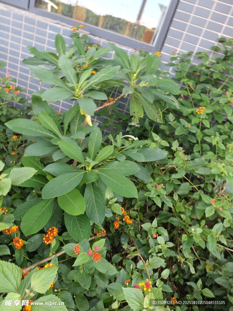 庭院绿植花卉景观