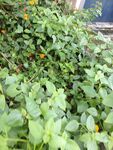 绿叶黄花植物景观