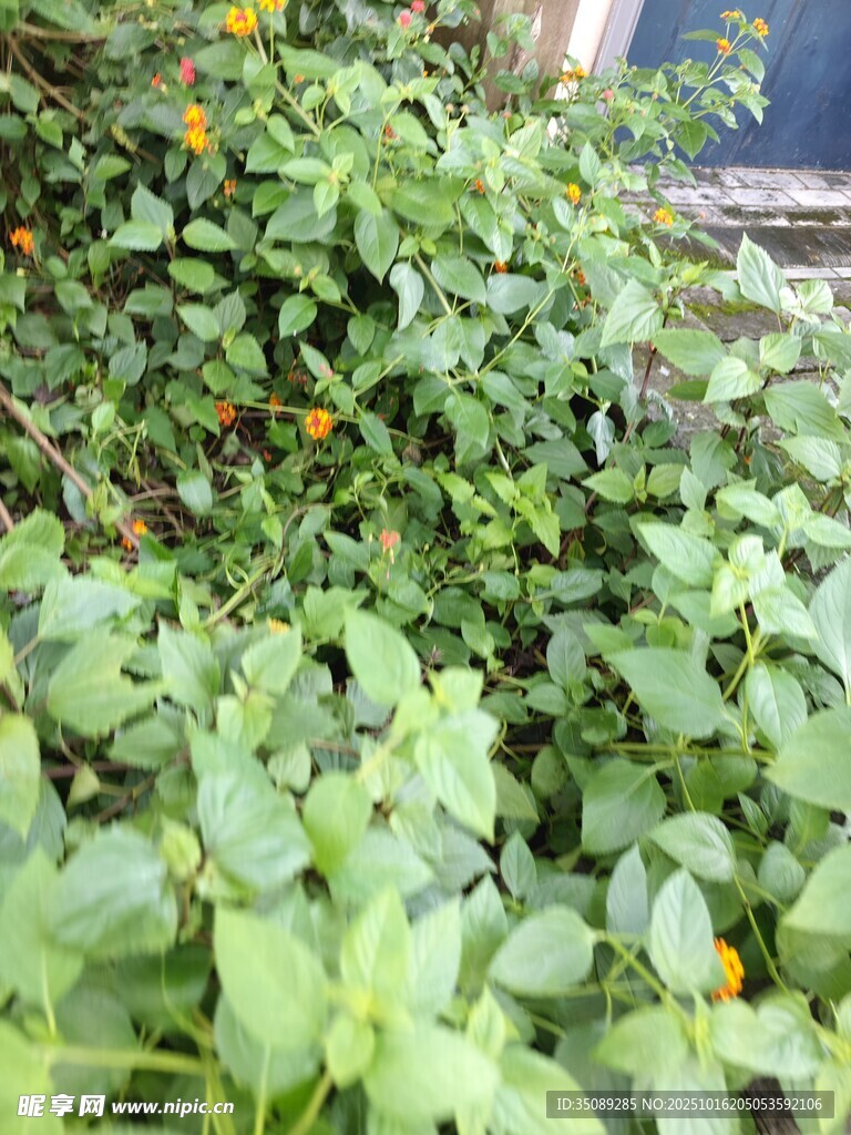 绿叶黄花植物景观