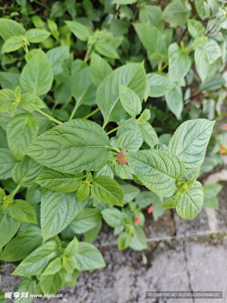 清新薄荷叶特写