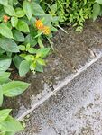路边绿植与湿润地面