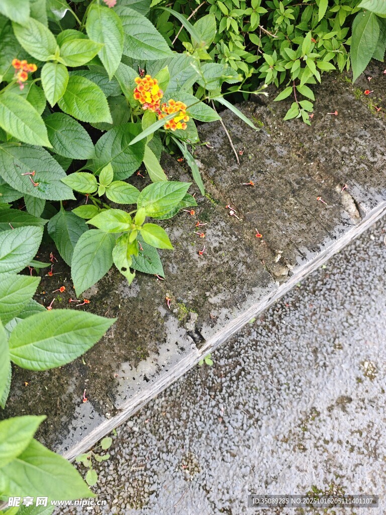 路边绿植与湿润地面