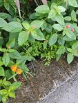 路边多彩绿植景观