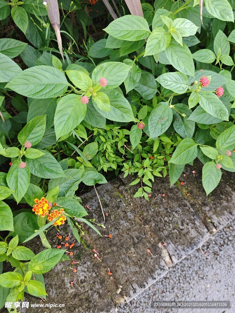 路边多彩绿植景观