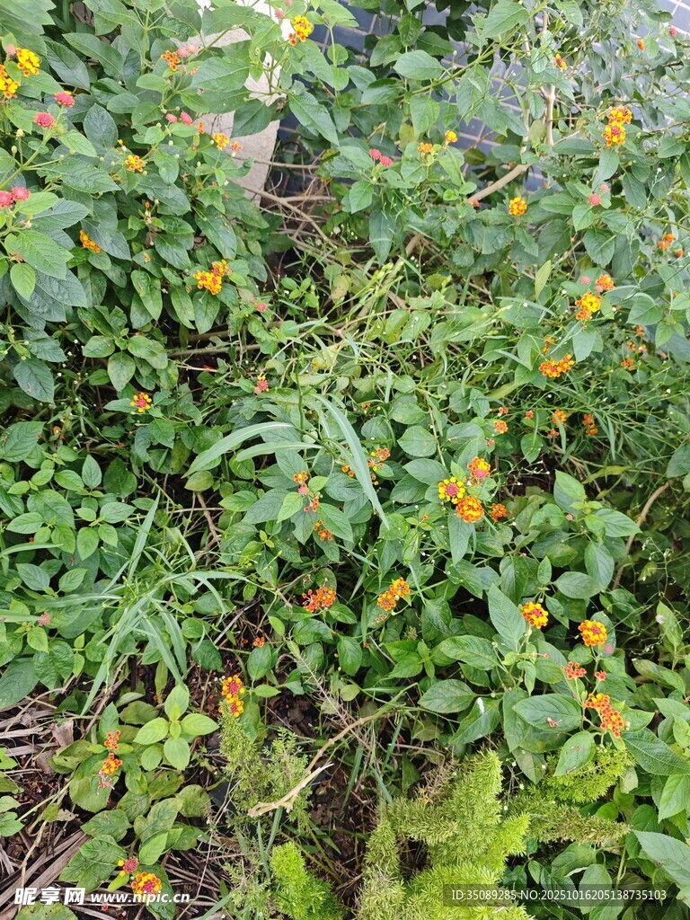 野外繁茂的绿植与黄色小花