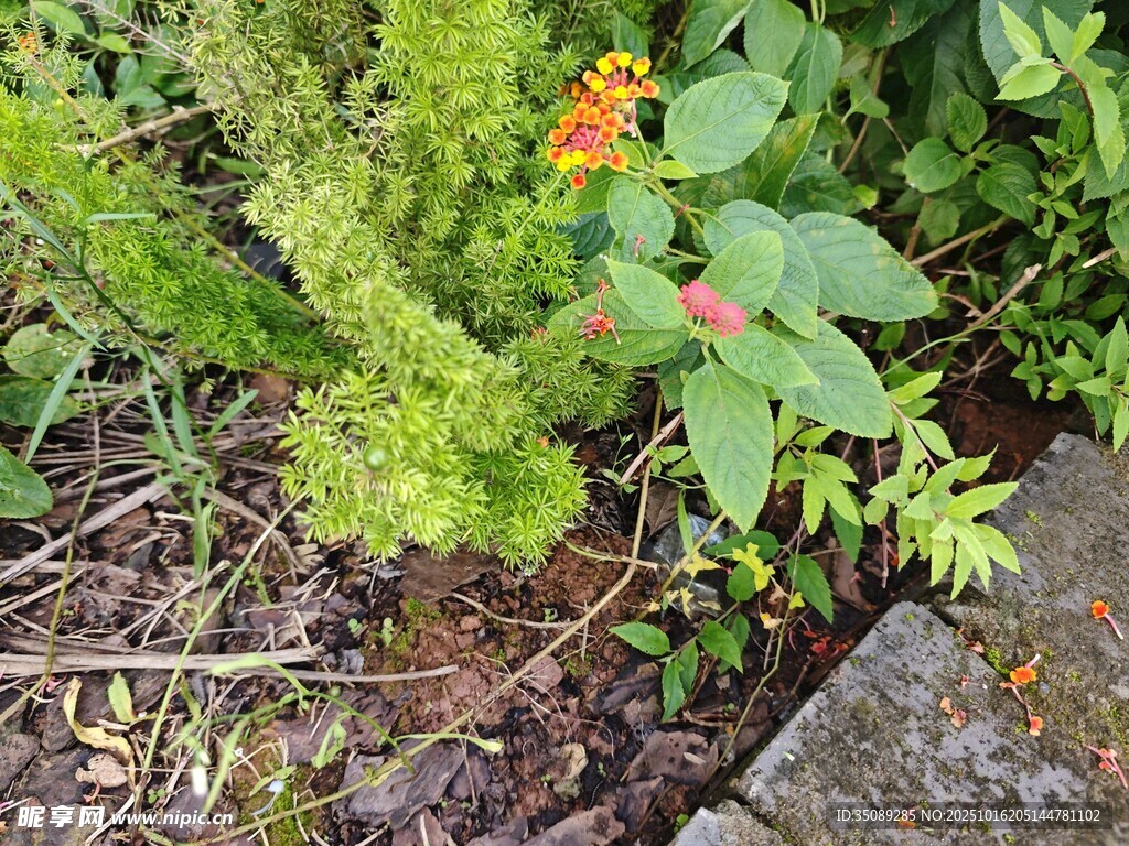 草丛中的鲜艳小花