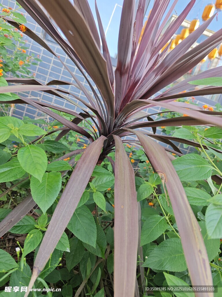 紫叶植物特写