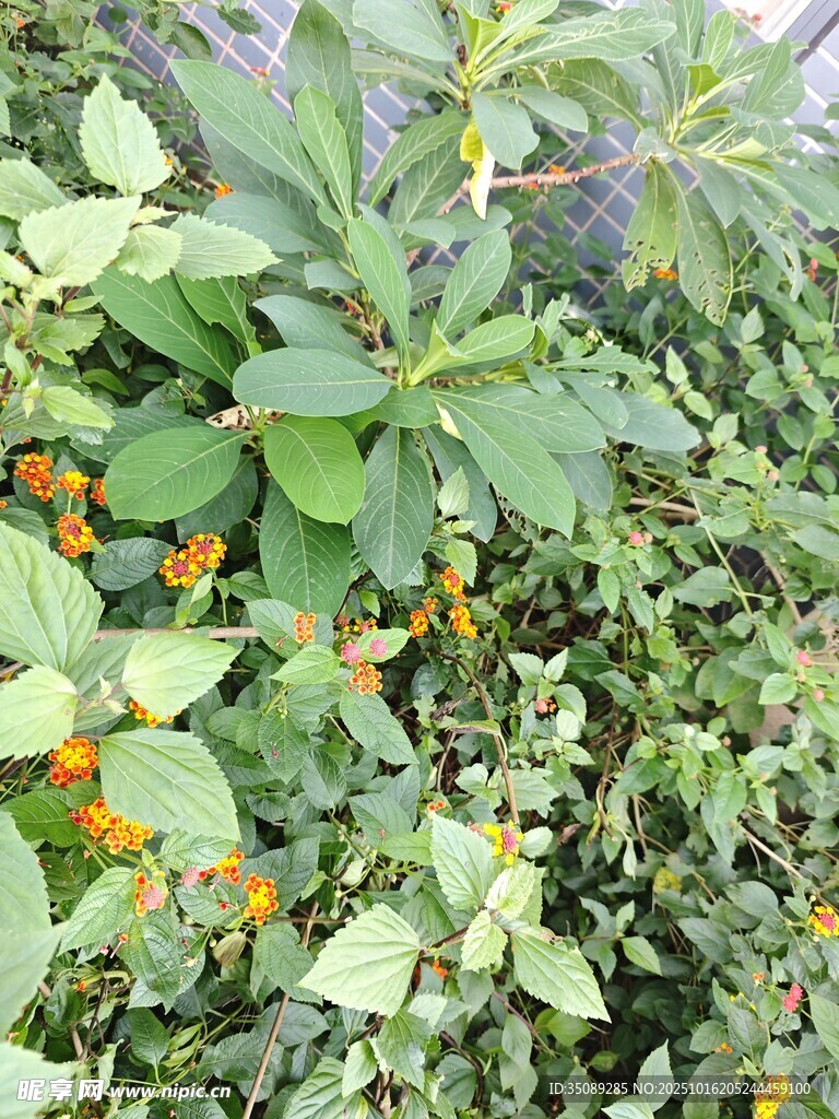 绿叶间的橙色小花