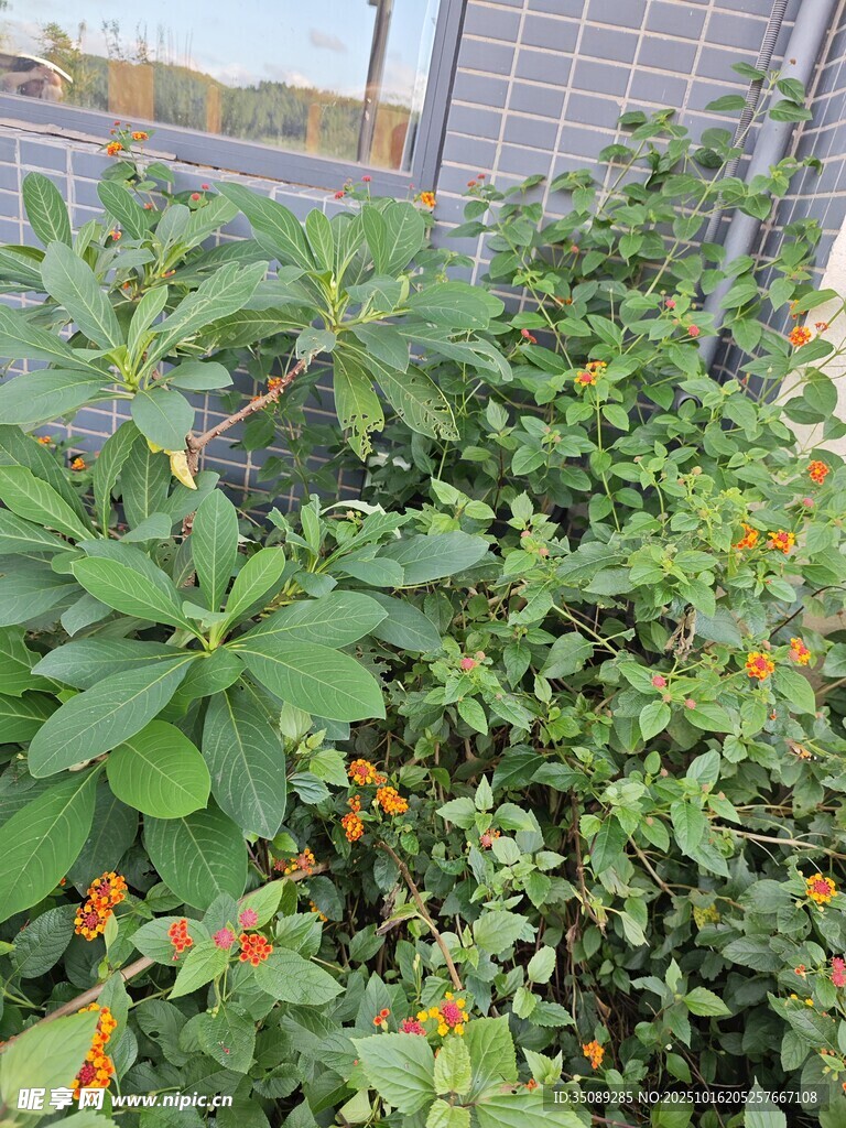 阳台绿植景观