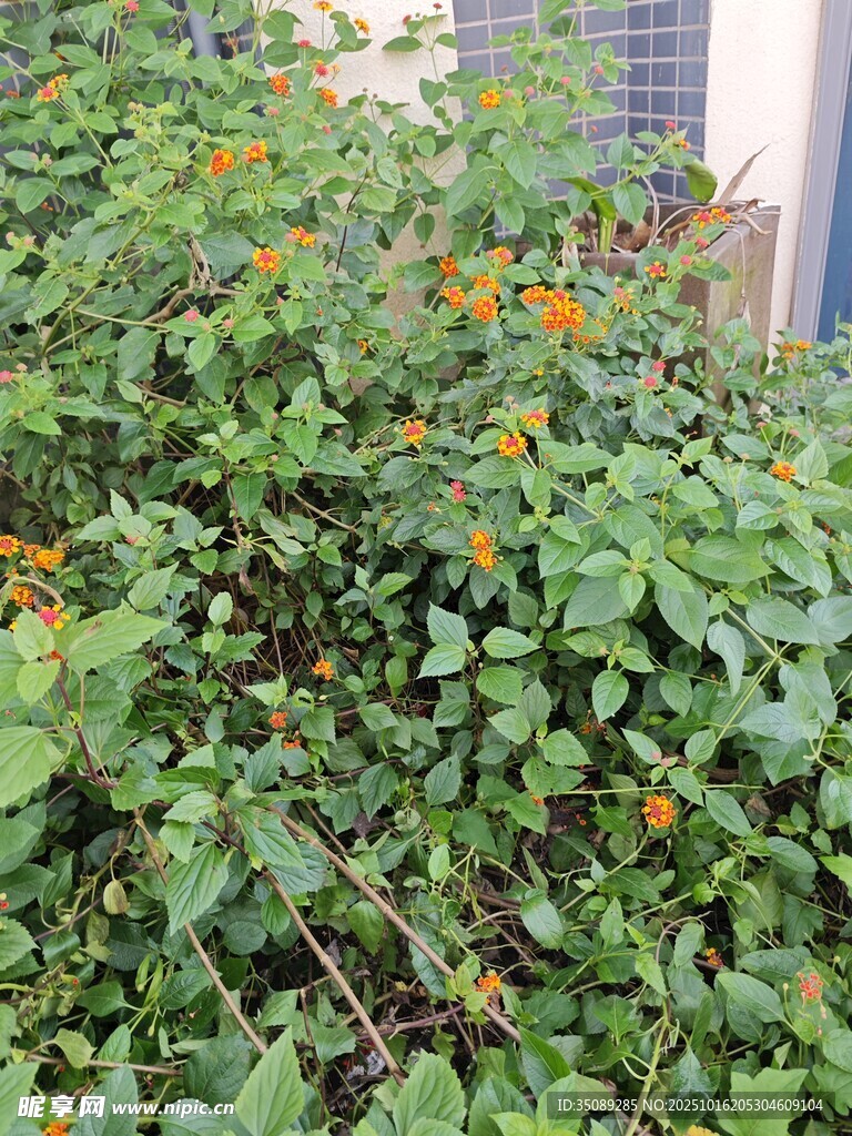 绿叶间绽放的橙色小花