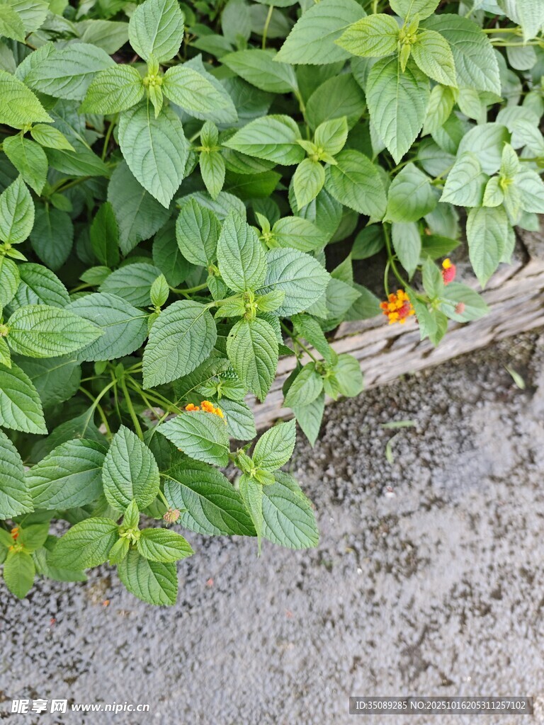 绿叶丛中的橙色小花
