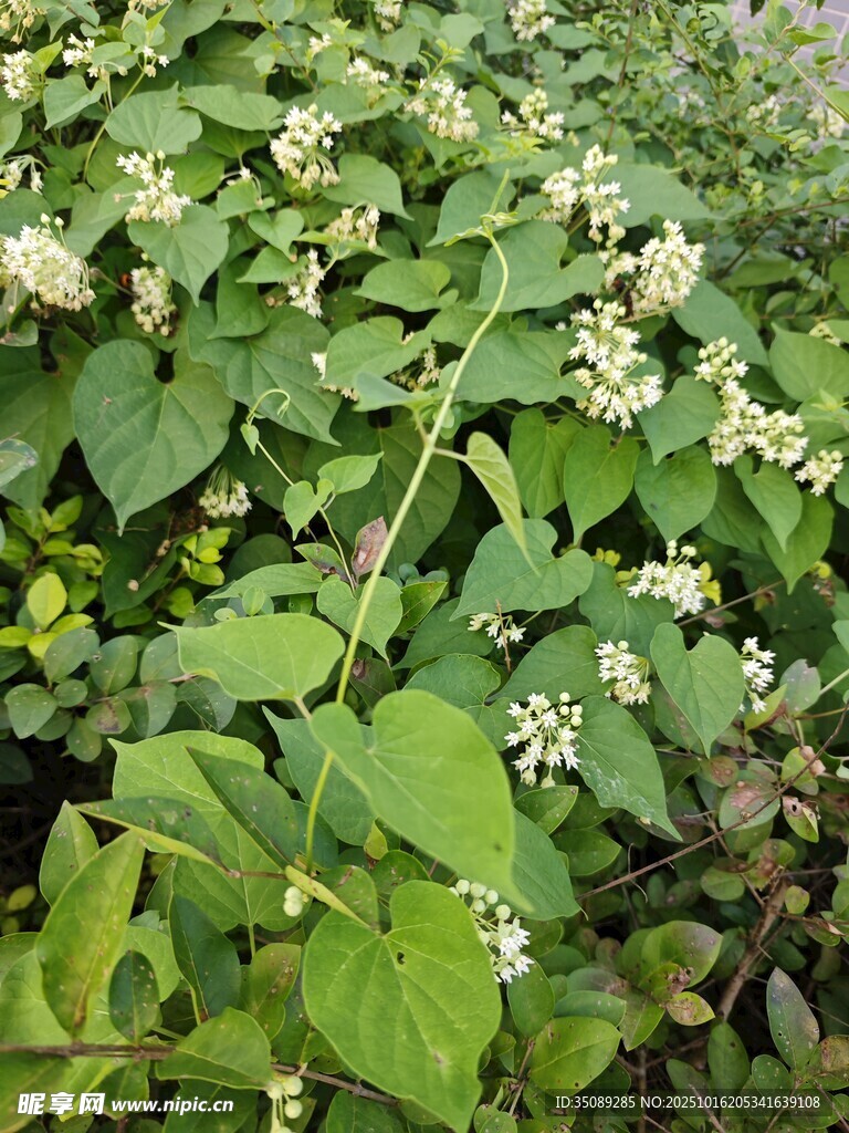 绿叶白花的繁茂植物