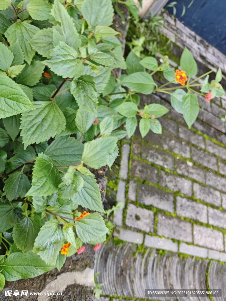 砖墙边的绿植与艳丽小花