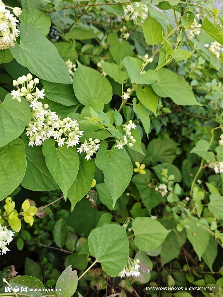 绿叶间的白色小花