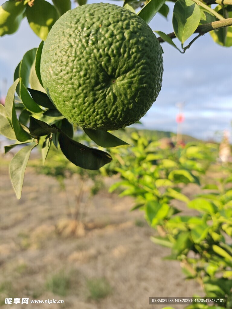 枝头的青皮皱皮柑橘