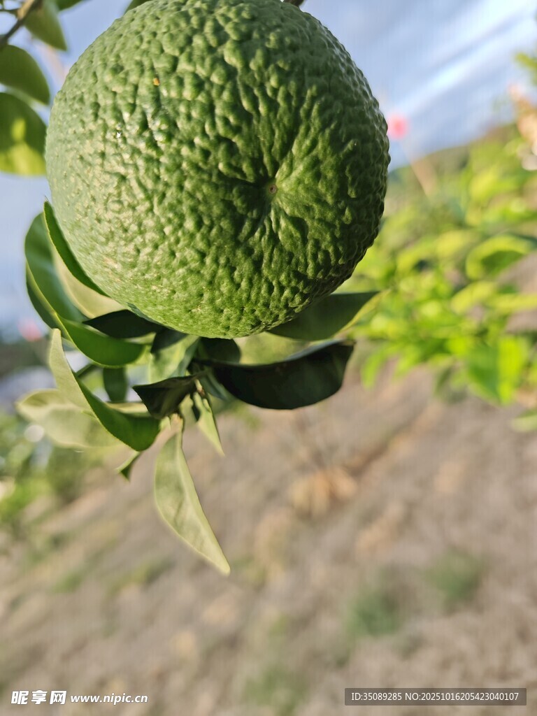 枝头的青绿色柑橘