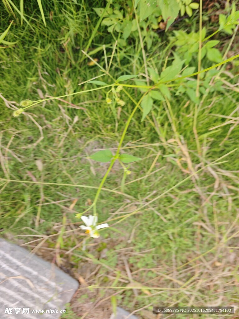 草丛中的白色小花