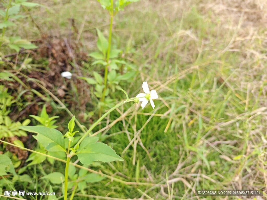 野外草地中的白色小花