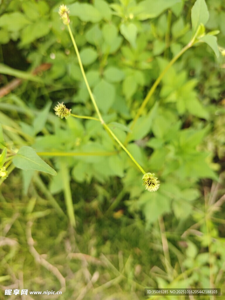 绿色植物的茎叶特写