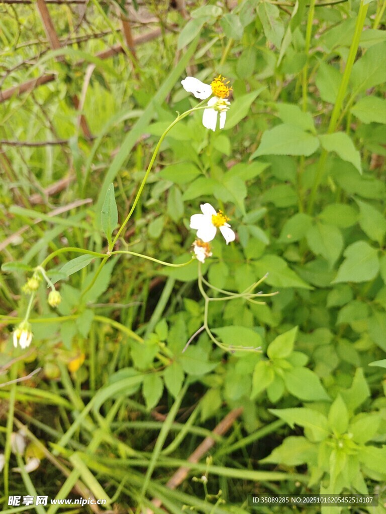 草丛中的白色小花