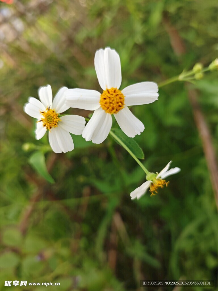清新小白花绽放绿意间
