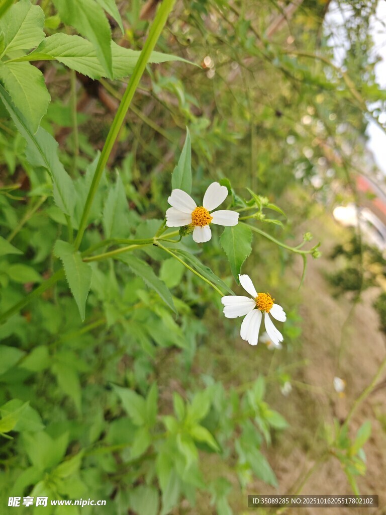绿叶丛中的两朵小白花