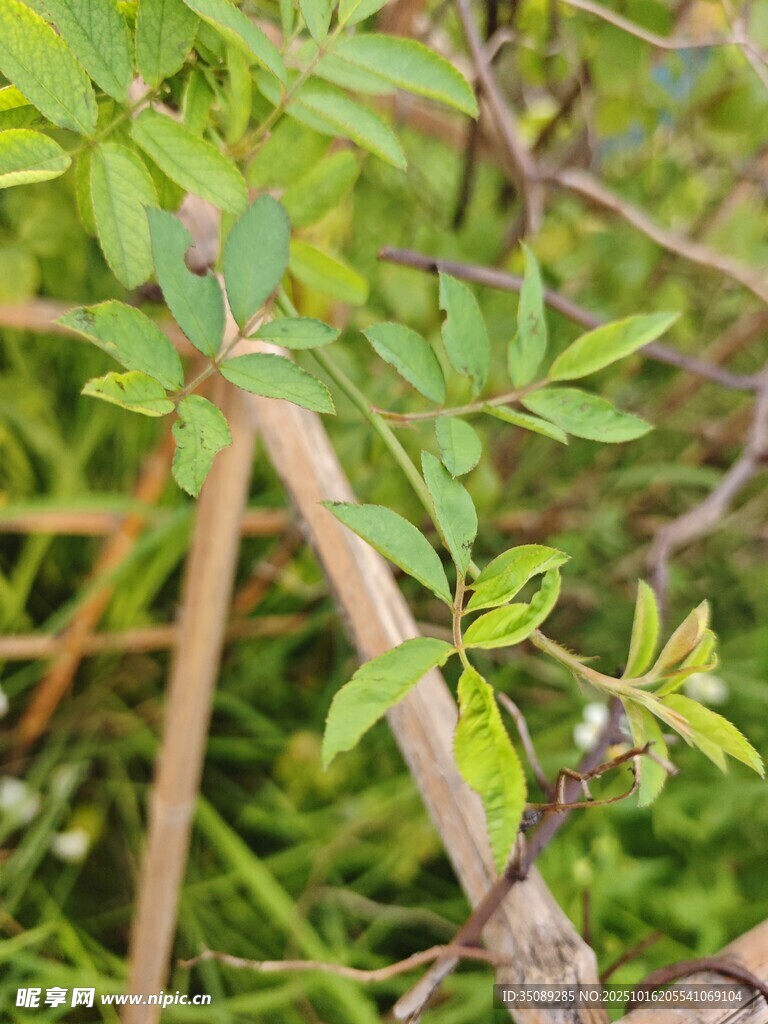 嫩绿枝叶间的生机景象