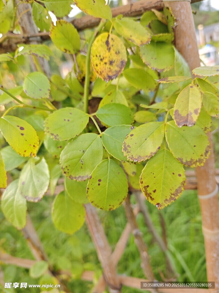 染病的绿植叶片特写