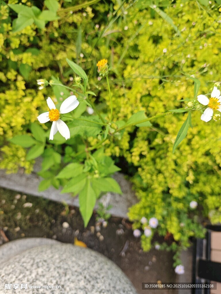 绿叶丛中绽放的白色小花