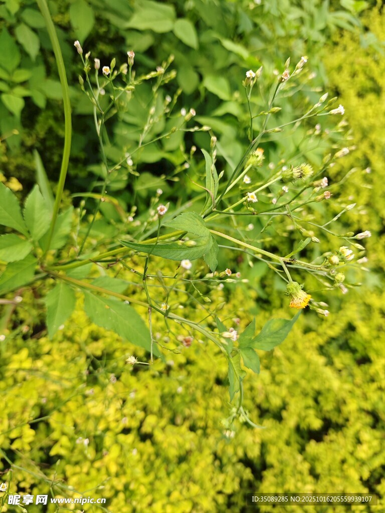 繁茂绿植中的黄绿植物景观