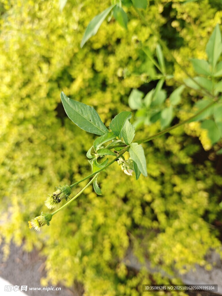 翠绿繁茂的清新植物