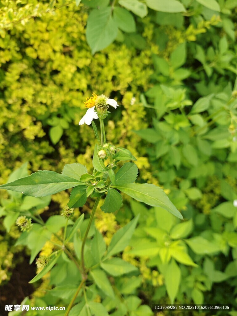 绿叶丛中的白色小花