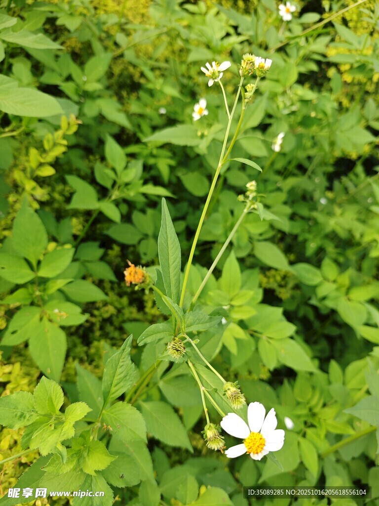 野外绽放的单株小白花