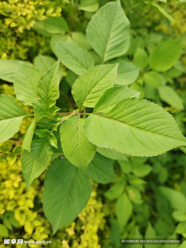 绿叶植物特写