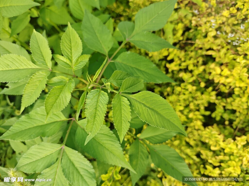 绿叶黄花植物特写