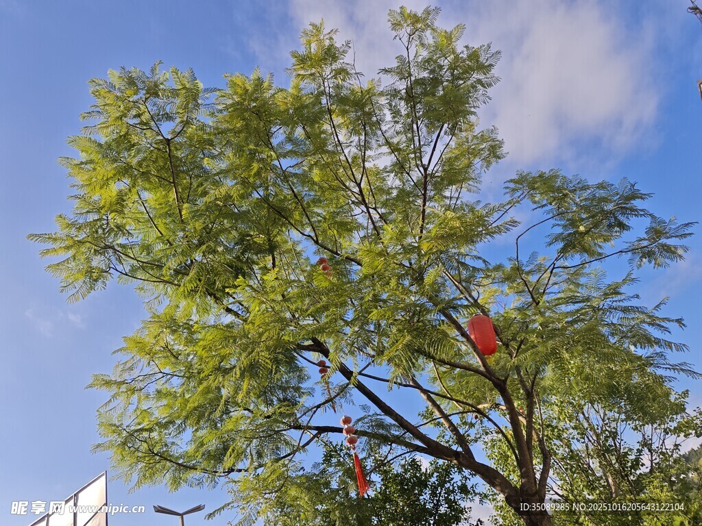 蓝天绿树景象