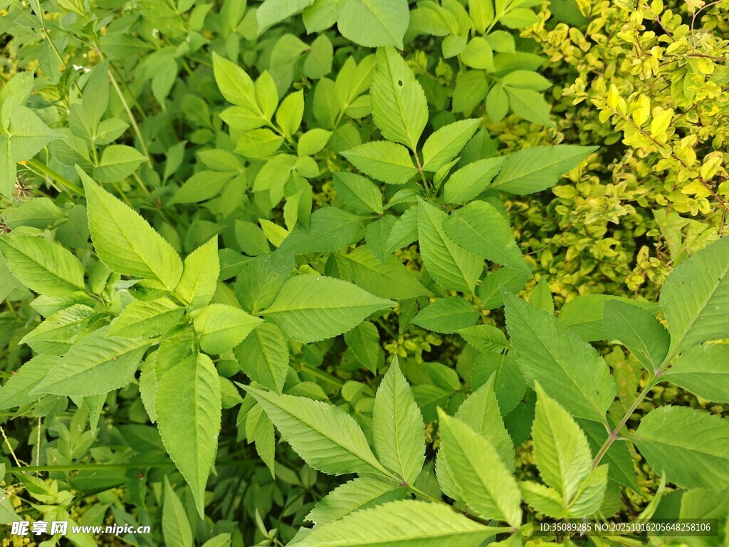 翠绿植物与黄色小花景观