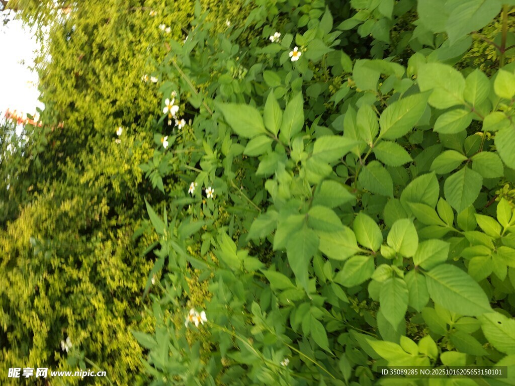 繁茂绿植生机盎然