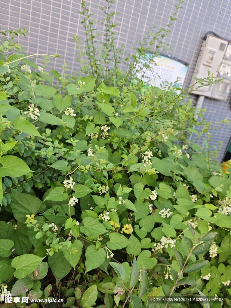繁茂绿植生机盎然的景象